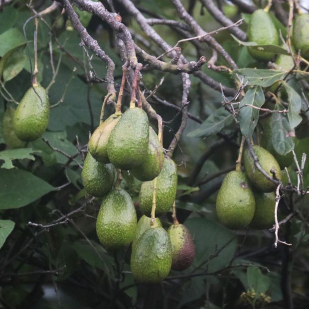 Muere Bebé tras ser Golpeado por un Aguacate que Cayó de un Árbol en Argentina